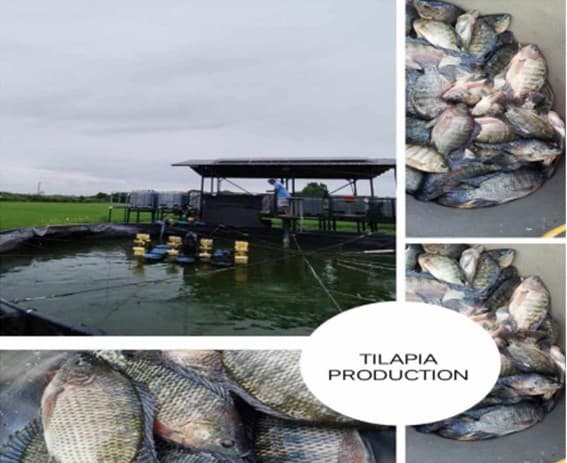 Tilapia, fattigmannens fisk.